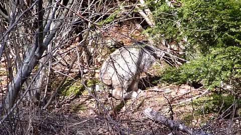 Lynx Hunting