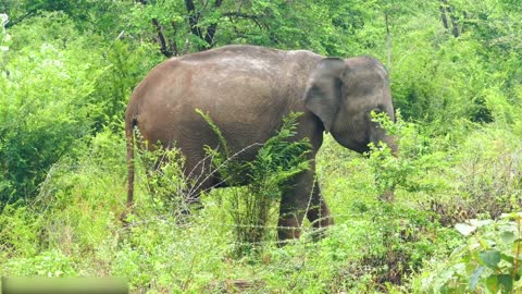 Todos os tipos de animais que vivem na floresta tropical do Brasil levam você ao mundo animal #20