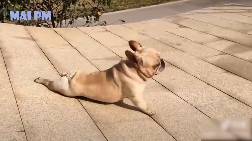 Funny Dog Videos 2020🤣 🐶 It's time to LAUGH with Dog's life