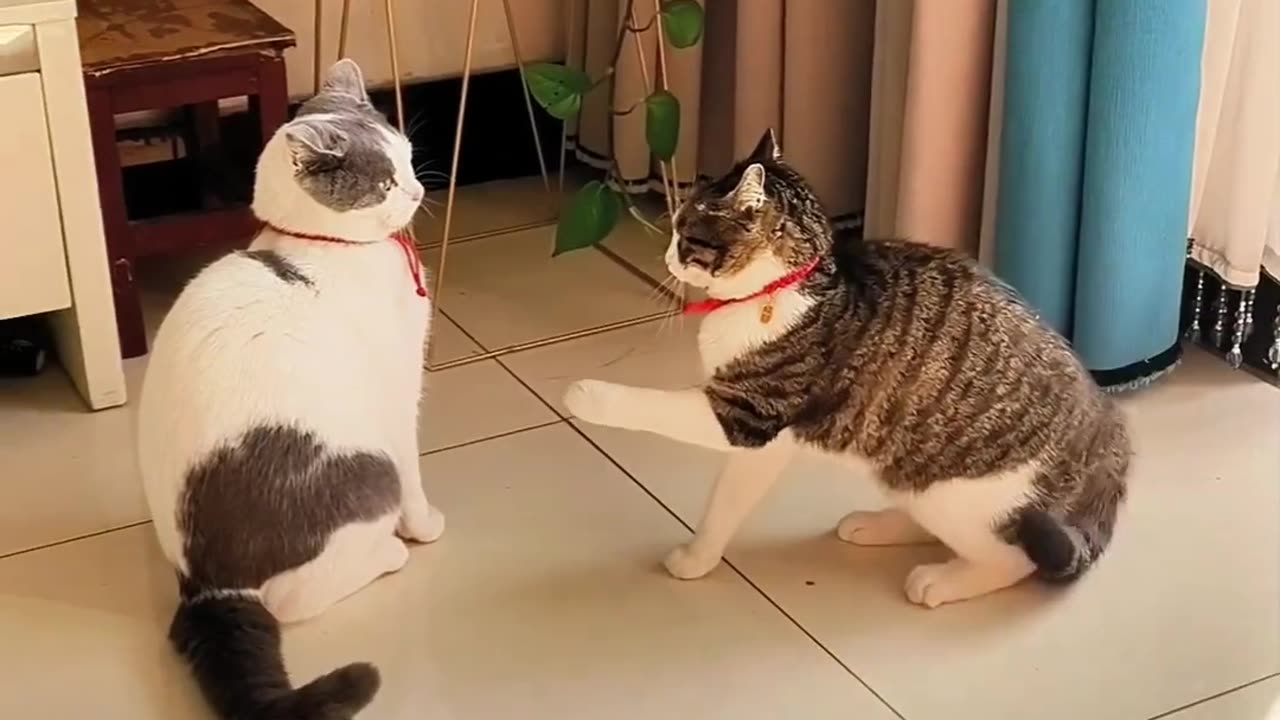 Two Cats Meet Like Boyfriend And Girlfriend