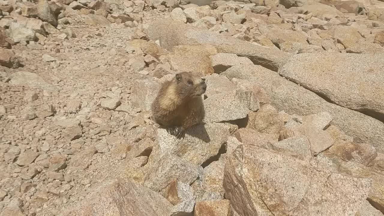 Overly Friendly Marmot