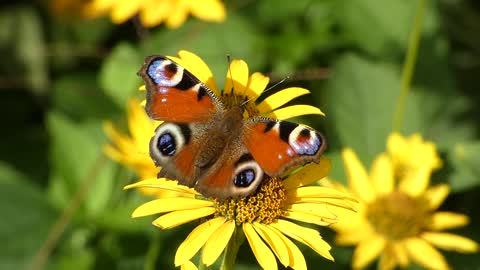 Magnificent Butterfly