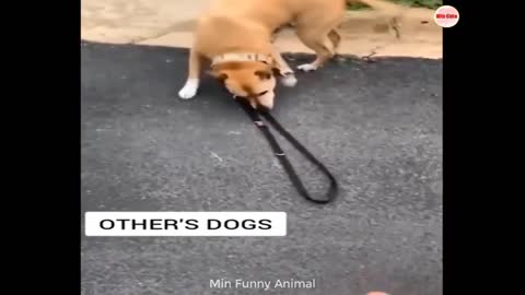 Funniest Animals | Funny Dog And Cat | Funny Animals Video