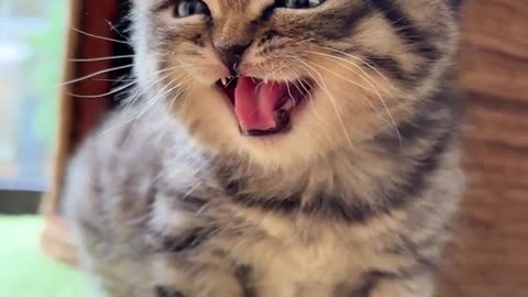 "Fur-tastic Feline Follies: LOL Moments with a Funny Cat"