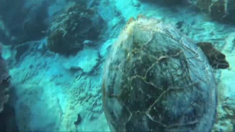 Turtle snorkeling on a coral reef imitates a puppy dog for back scratches.