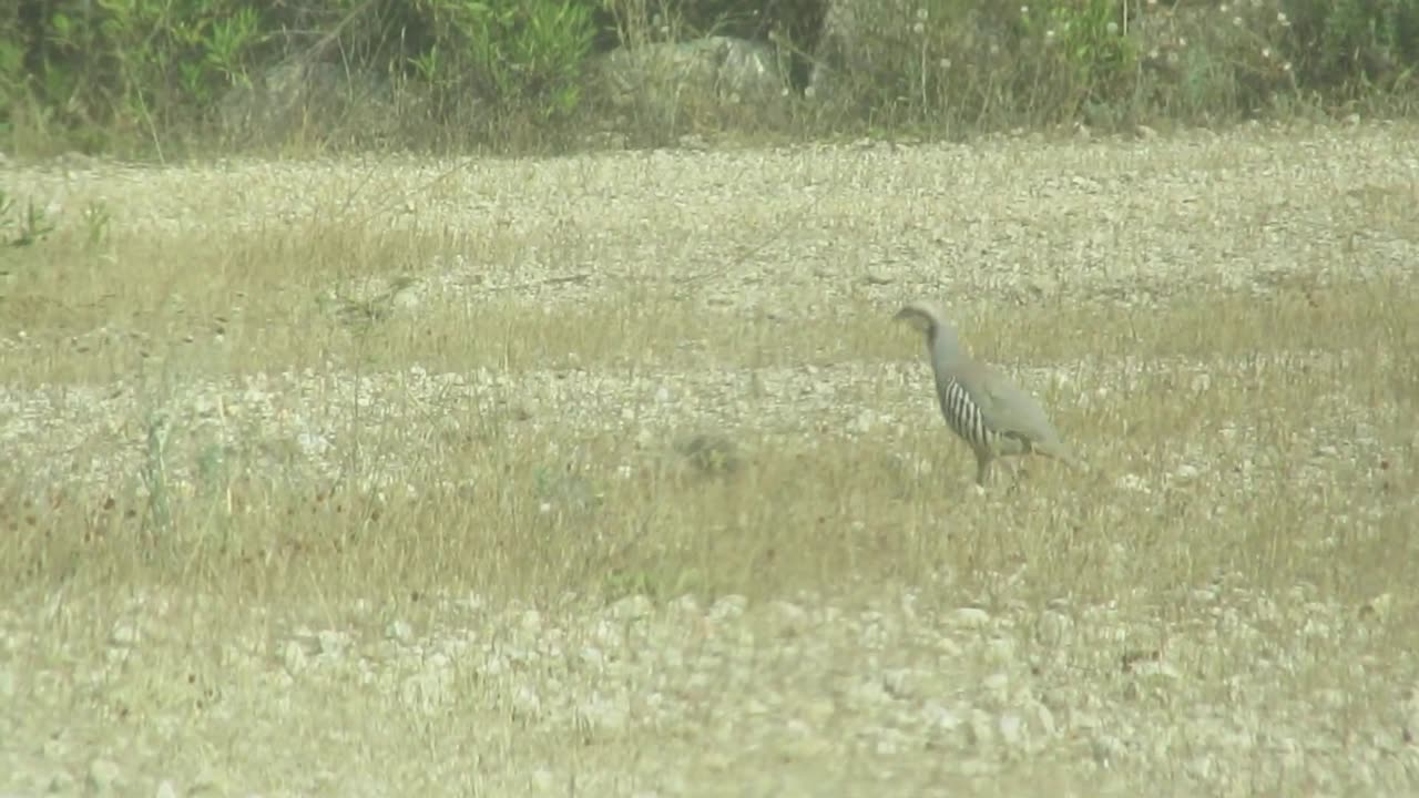 Chineese geese pair