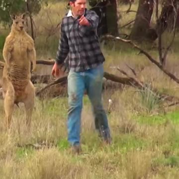 Man Rescues Dog From Fierce Kangaroo!