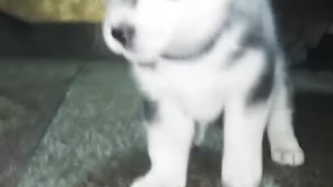 Adorable Baby Husky Aggression