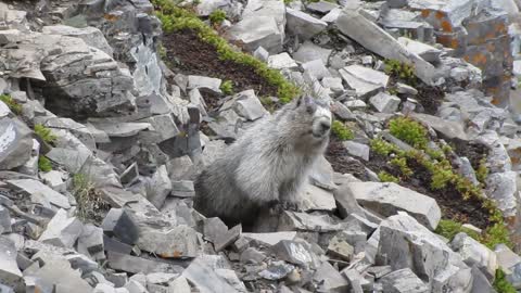 Curious Marmot