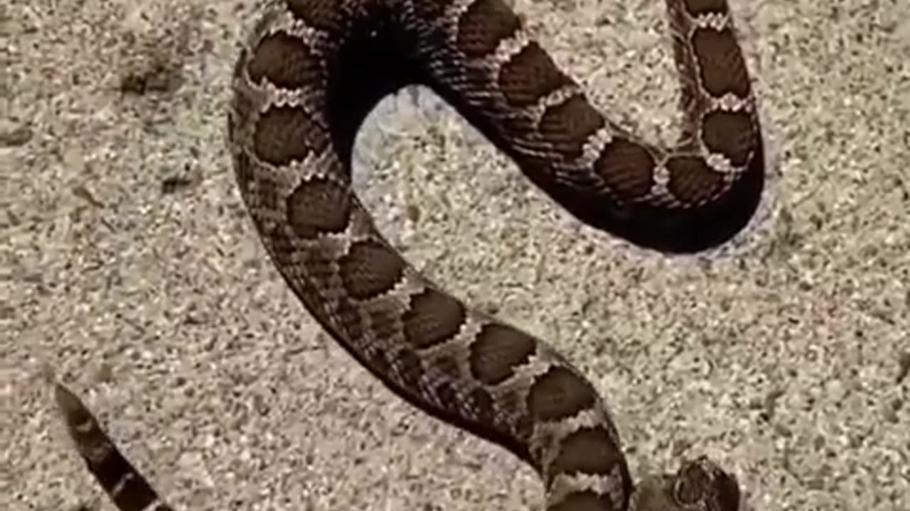 A snake's decapitated head bites its separated body which feels the pain