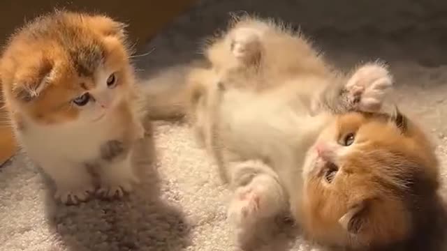 Two kittens