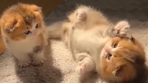 Two kittens