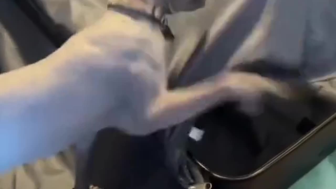 Funny videos