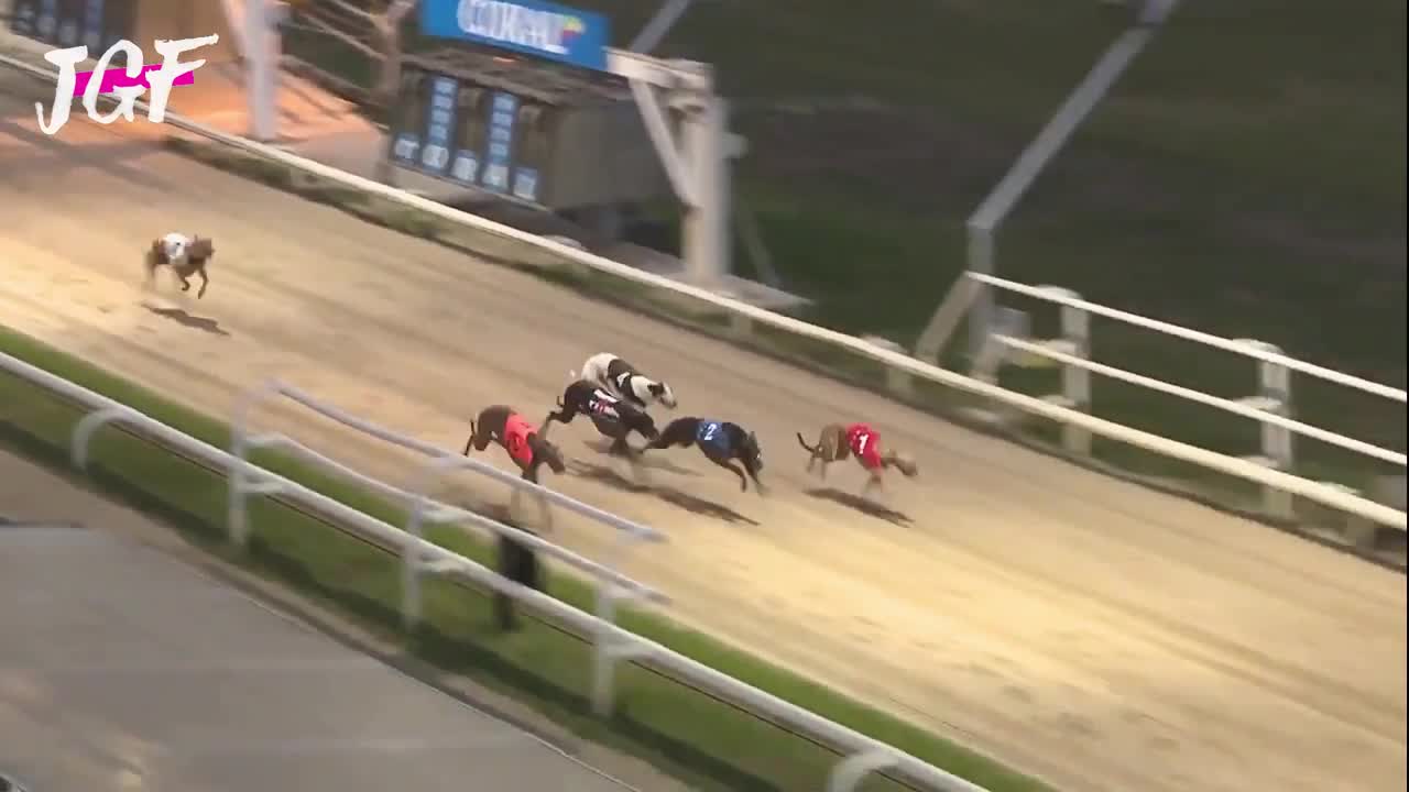 British greyhound dog race - Track racing - Distance 695m