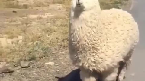 small_and_large_animals_#funnyvideo_#animalsvideo