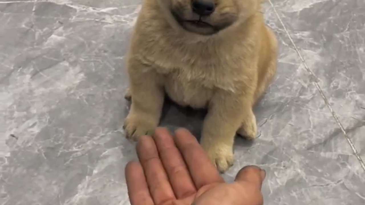 Cute Puppy