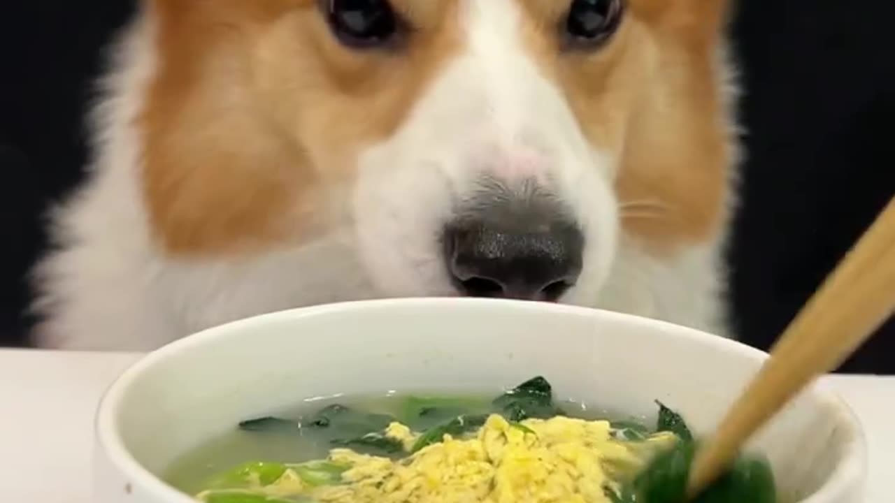 Corgis drink spinach and egg yolk soup. Adorable breeder.