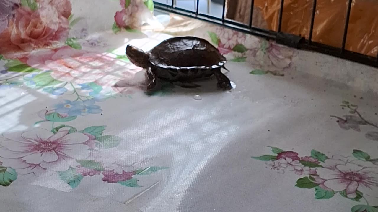 How an tortoise flip up their body