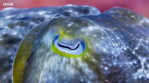 Cuttlefish Hypnotises Prey | Blue Planet II | BBC Earth