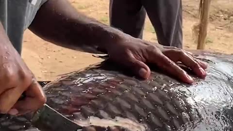 Fish cutting