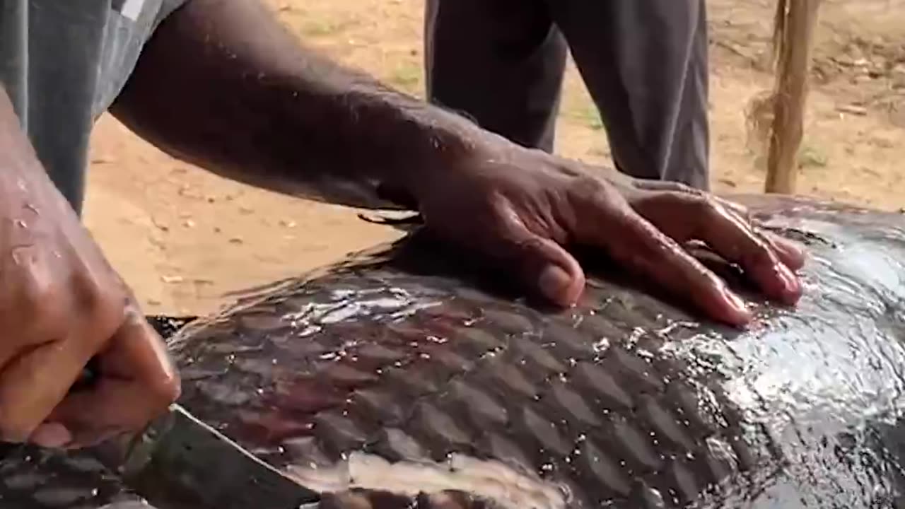 Fish cutting