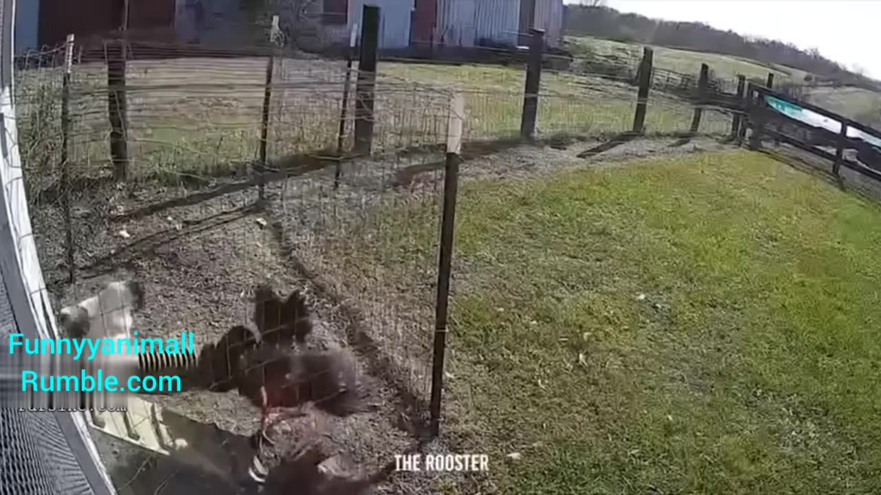 The brave rooster