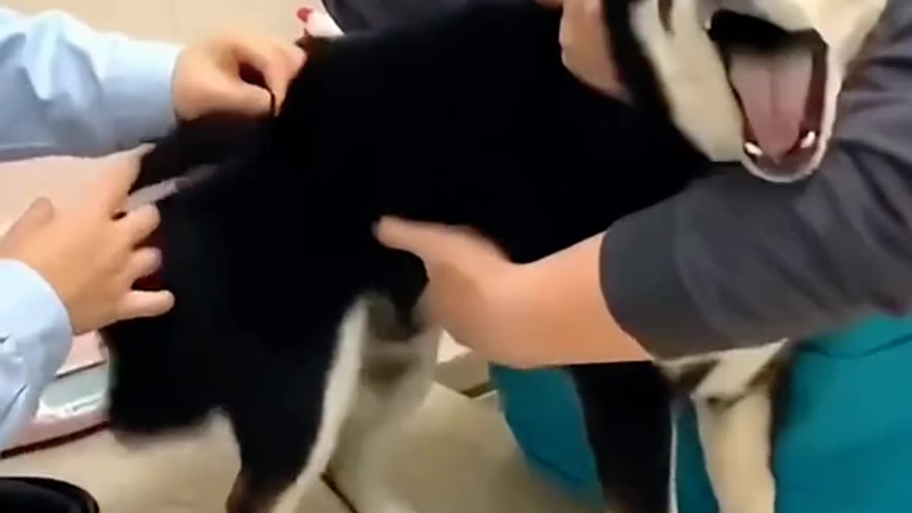 Cute pets are also afraid of injection