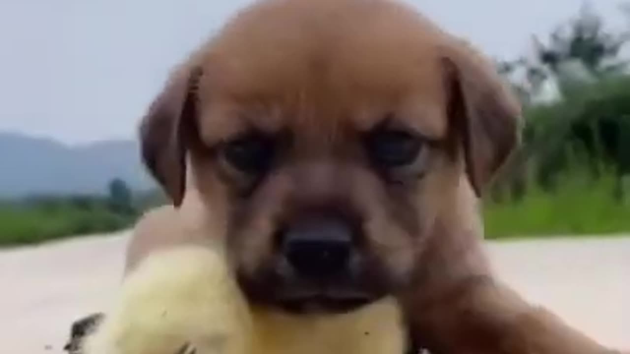 Dog very funny video