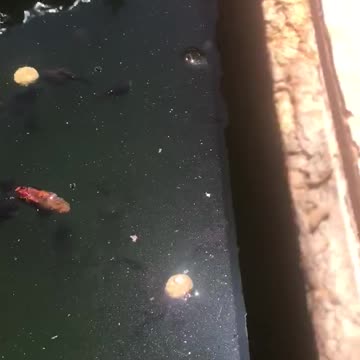 Tadpoles feeding