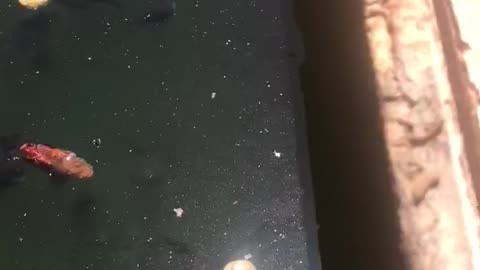 Tadpoles feeding