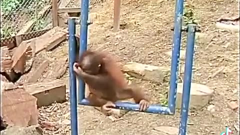 Funny Animal monkey