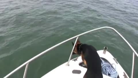 Overboard Maverick- Dog jumps on Dolphins (Really Funny-Must See)