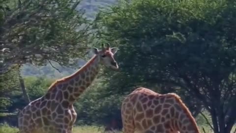 The giraffe