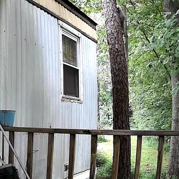 EA S36 - Cinnamon to the Roof