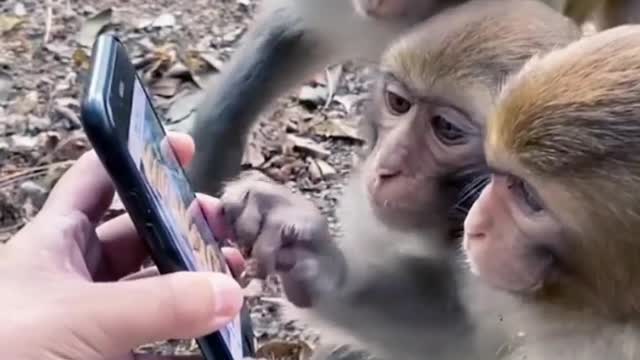 Monkey watch on video