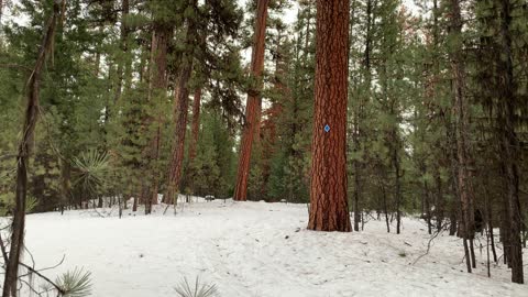 Vibrant Ochoco National Forest – Bandit Springs Sno-Park – Central Oregon – 4K