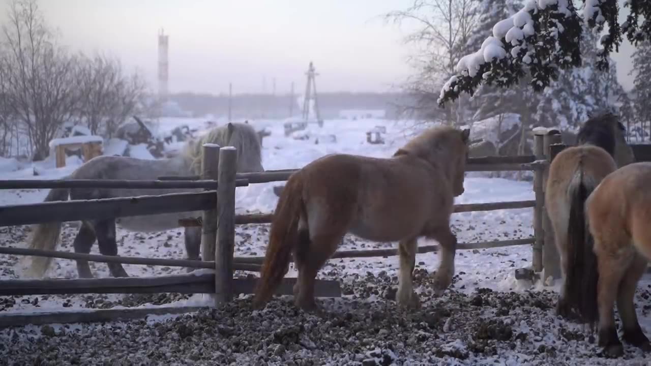 One Day in the Coldest Village on Earth #ColdestVillage#ExtremeCold#FrozenVillage#ArcticLife#Cold