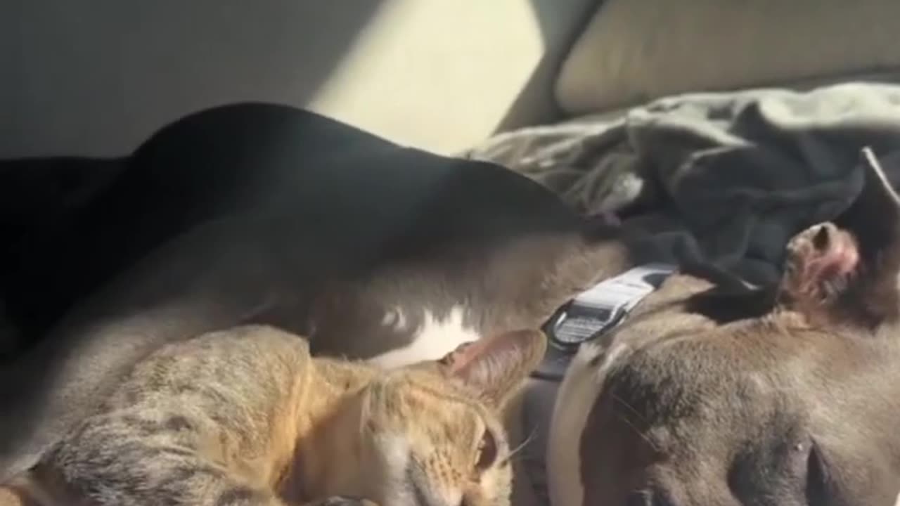 Cats and Dogs Friendship