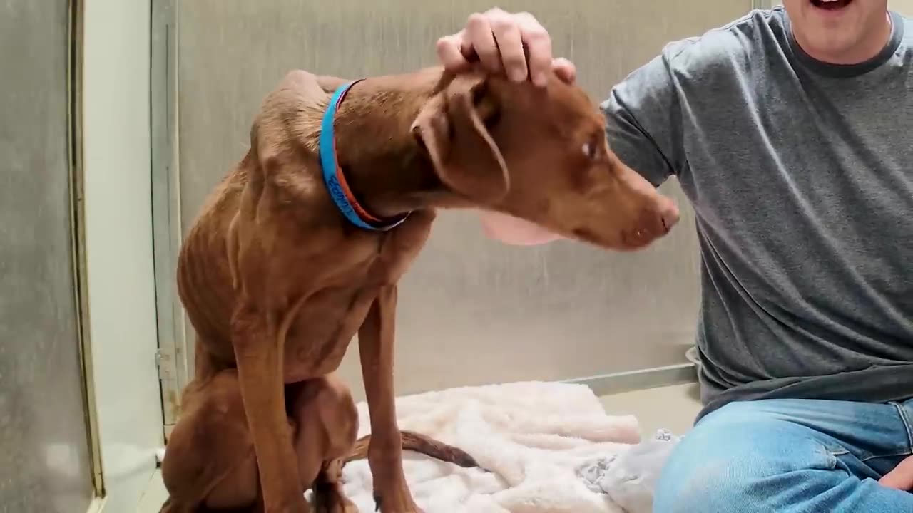 Watch his reaction when he’s told he’s a GOOD BOY for the first time