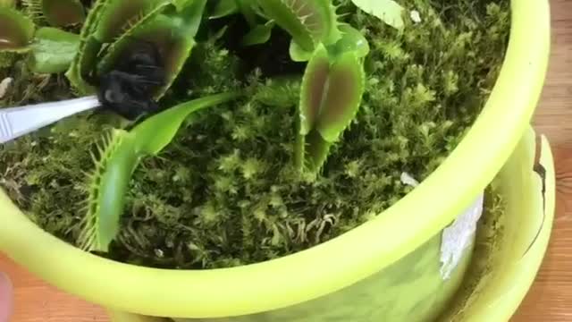 Venus Flytrap vs Deadly Funnelweb Spider.