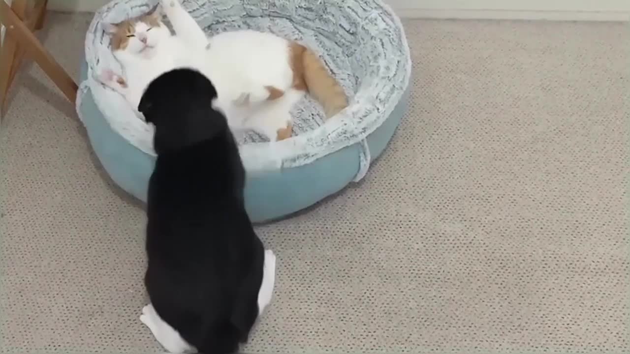 Cat Fight