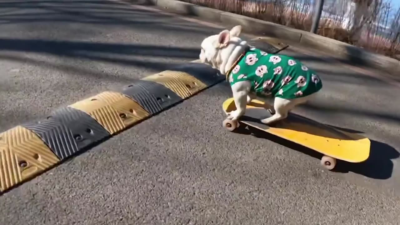 The dog burst into laughter when playing skateboarding