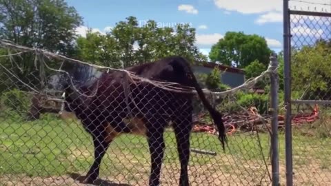 Funny video of big horns. Everybody laugh