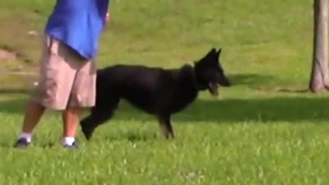 Dont spend $25,000 getting a guard dog....! Watch this video