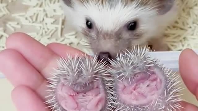 aaayy que preciosuras❤️❤️❤️🥰🥰🤗🤗muero de amor x tanta belleza