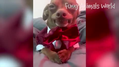 Funniest Cats And Dogs Videos Install Best Funny Animal Videos 2023 #12