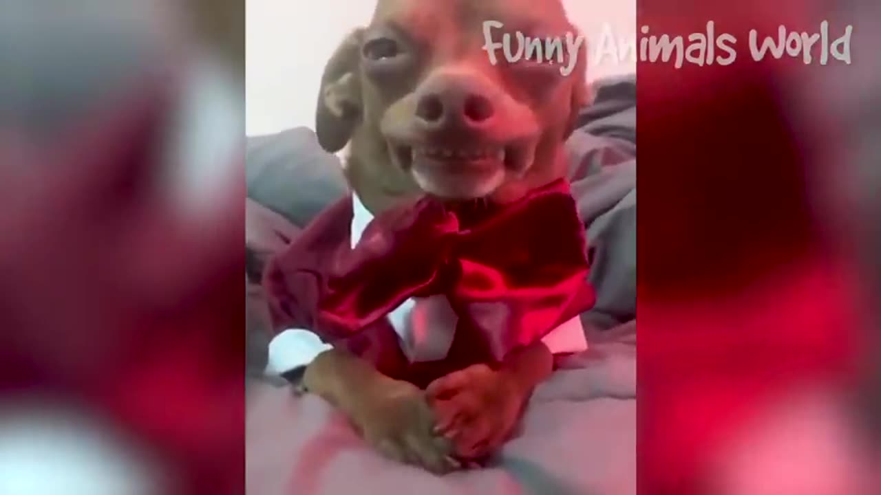 Funniest Cats And Dogs Videos Install Best Funny Animal Videos 2023 #12