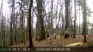 The Woods - 12/30/2021