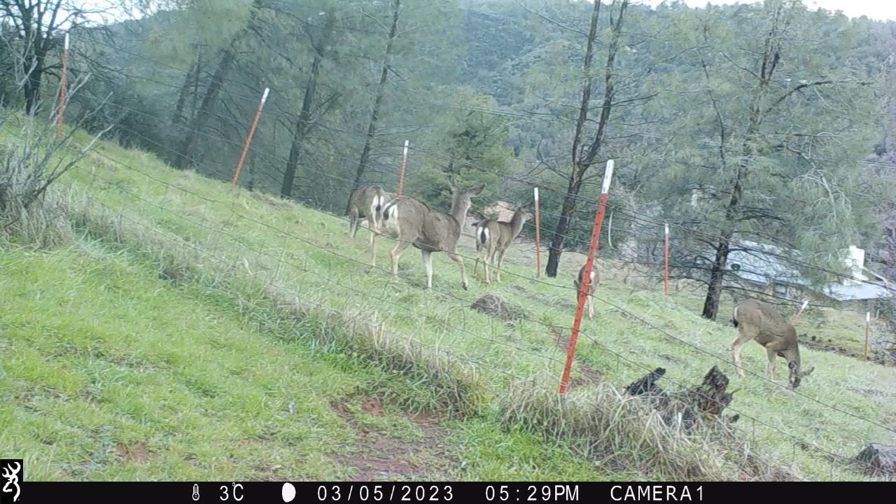 Deers jumping the fence