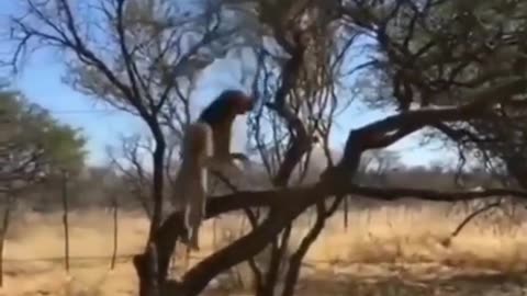 The leopard hunted the eagle , intrested video , funny video